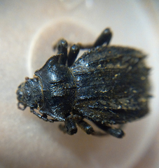 Entomoderes cellulosus