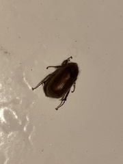 Coleoptera