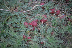 Astragalus crassicarpus