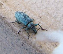 Phyllobius maculicornis