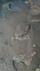 Herichthys carpintis