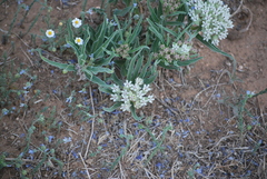 Asclepias involucrata