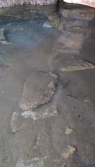 Herichthys carpintis