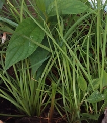 Hymenocallis concinna