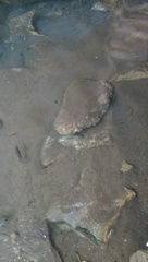 Herichthys carpintis