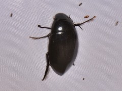 Hydrophilus insularis