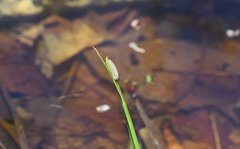 Cisseps fulvicollis