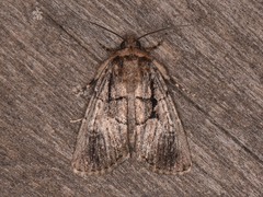 Sympistis infixa