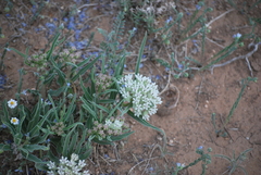 Asclepias involucrata