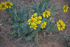 Engelmannia peristenia