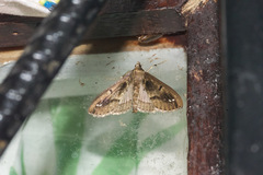 Diaphania costaricalis