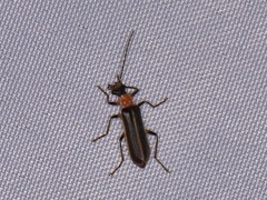 Podabrus quadratus