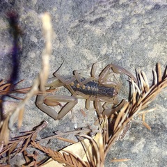 Centruroides suffusus