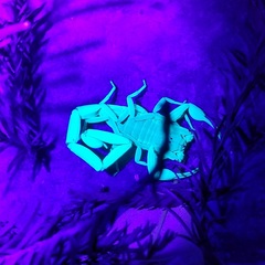 Centruroides suffusus