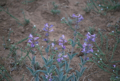 Penstemon fendleri