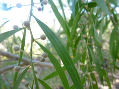 Acacia verniciflua