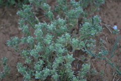 Cryptantha minima