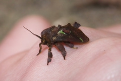 Euclea mesoamericana