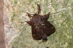 Euclea mesoamericana