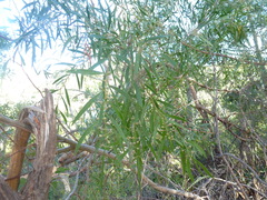 Acacia verniciflua