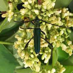 Chelidonium argentatum
