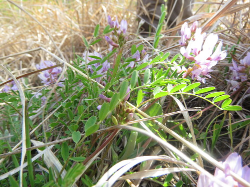 Image of Astragalus distortus by (c) Paul Roots, some rights reserved (CC BY)