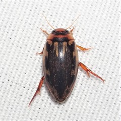 Coptotomus venustus