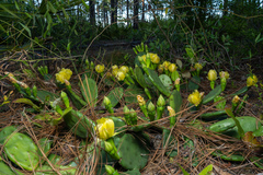 Opuntia mesacantha