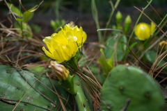 Opuntia mesacantha