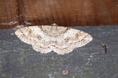 Melanolophia imitata