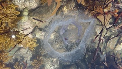 Aequorea forskalea