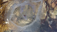 Aequorea forskalea