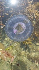 Aequorea forskalea