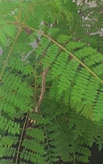 Albizia julibrissin julibrissin