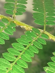 Albizia julibrissin julibrissin