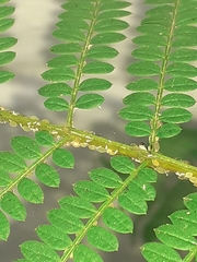 Albizia julibrissin julibrissin