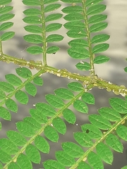 Albizia julibrissin julibrissin