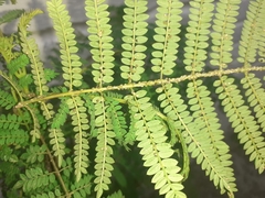 Albizia julibrissin julibrissin