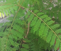 Albizia julibrissin julibrissin