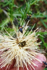 Typocerus lunulatus