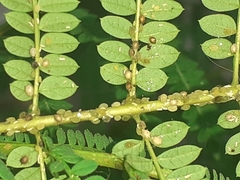 Albizia julibrissin julibrissin