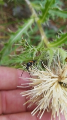 Typocerus lunulatus