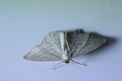 Scopula virgulata