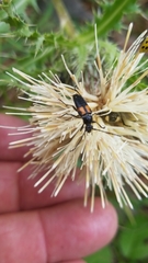 Typocerus lunulatus