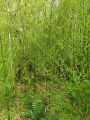 Phyllostachys bambusoides