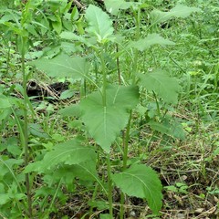 Verbesina virginica