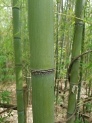 Phyllostachys bambusoides