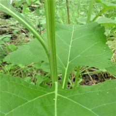 Verbesina virginica