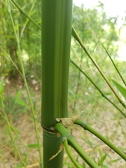 Phyllostachys bambusoides