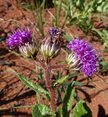 Lessingianthus erythrophilus